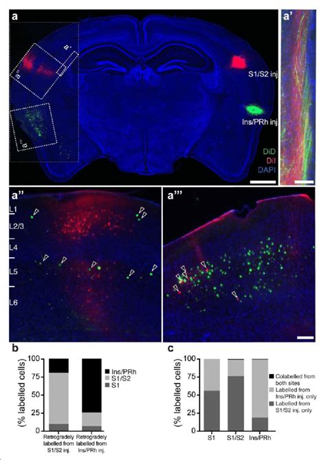 Cellular Origins Of S1 S2 And Ins Prh Callosal Projections Retrograde