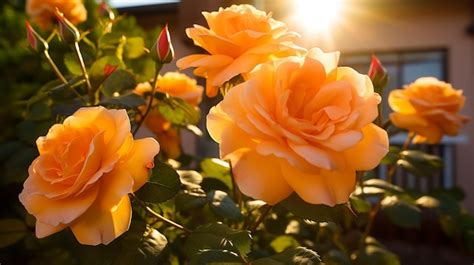 Premium Photo | Some Beautiful Orange Roses in the Garden