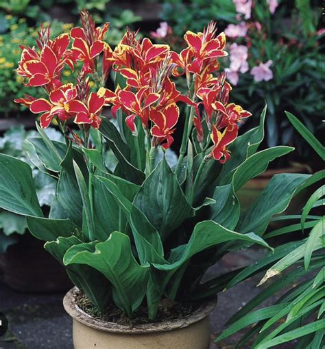 15 Best Potted Plants For Porch – (Shaded And Full Sun)