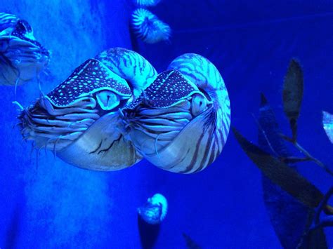 nautilus animal cephalopods  photo  pixabay