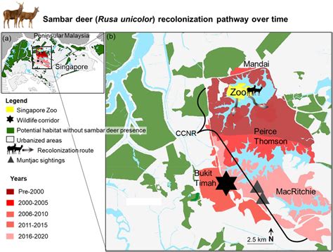 Sambar Deer Rewilding In Singapore Reconstructed From Interviews With