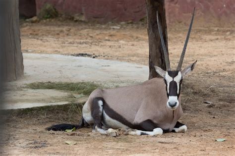 Premium Photo Gemsbok Antelope Oryx Gazella Deer South Africa