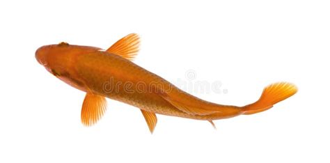 Orange Koi Fish, Cyprinus Carpio, Studio Shot Stock Image - Image: 10780939