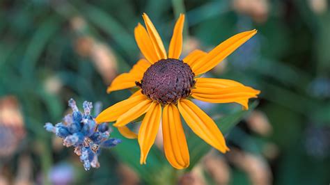 Black-Eyed Susan Flower Yellow - Free photo on Pixabay - Pixabay