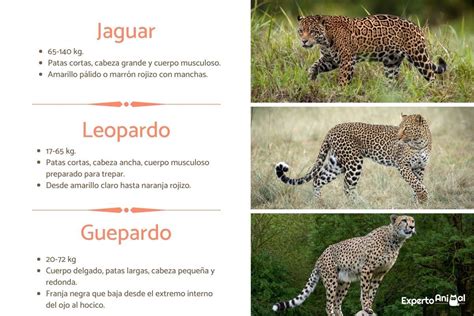 Diferencias entre jaguar leopardo y guepardo GUÍA COMPLETA