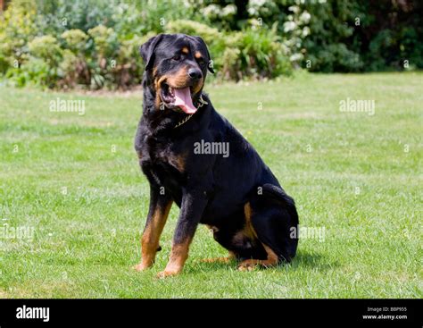 Are Rottweiler Good Guard Dogs