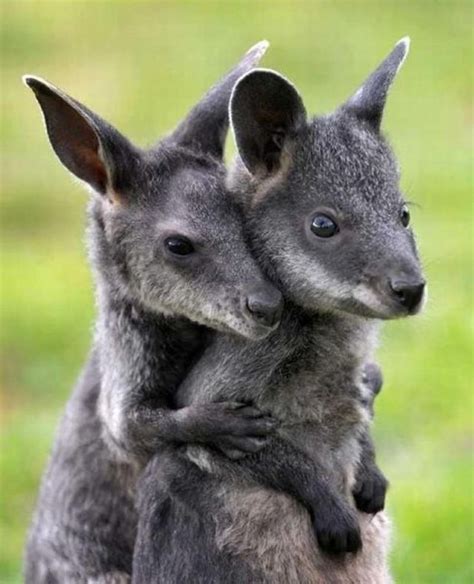 Baby Wallabies Animal Hugs Cute Animals Baby Animals