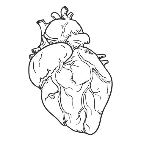 Premium Vector Vector Sketch Human Hearts Anatomical Organ Illustration