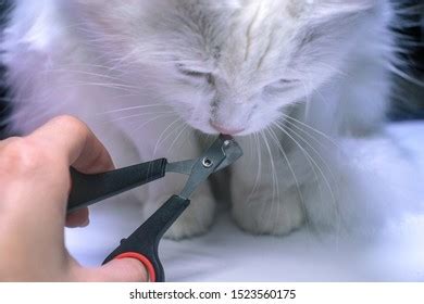 Cat Grooming Salon Claw Trimming Animals Stock Photo 1523560175 ...