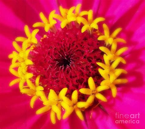 Corolla Flower Photograph by Sacred Muse - Fine Art America