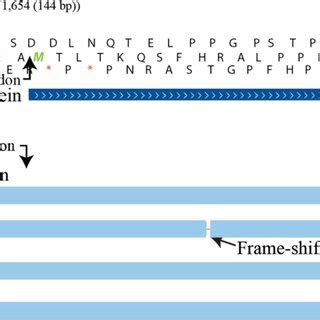 Position of the frame-shift mutation in the mute swan SLC45A2 compared... | Download Scientific ...