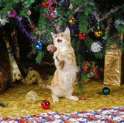 Funny Playing Cat In Front Of Christmas Tree Decoration Sets