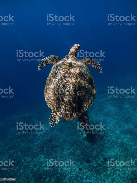 Green Sea Turtle Glides In Blue Ocean Turtle Swim Underwater Stock