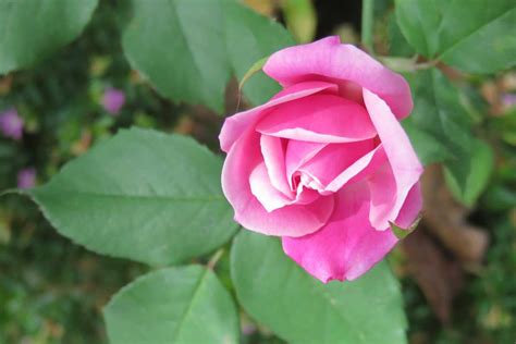 rose garden  absolute eye candy ceylon bungalows