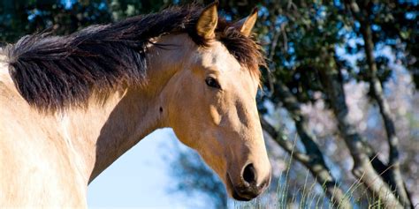 Buckskin Horse Color - Origin, Genetics, and Variations | Helpful Horse ...