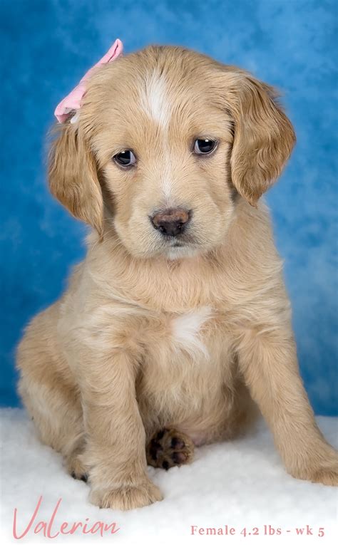 Miniature Golden Retriever Puppies | Robyn's Nest Mini Goldens