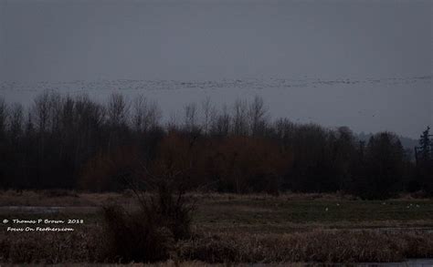 Best Time to Bird South Florida? Fall Migration - 10,000 Birds