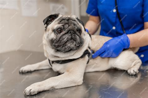 Premium Photo Young Professional Female Veterinarian Doctor Exam Pug