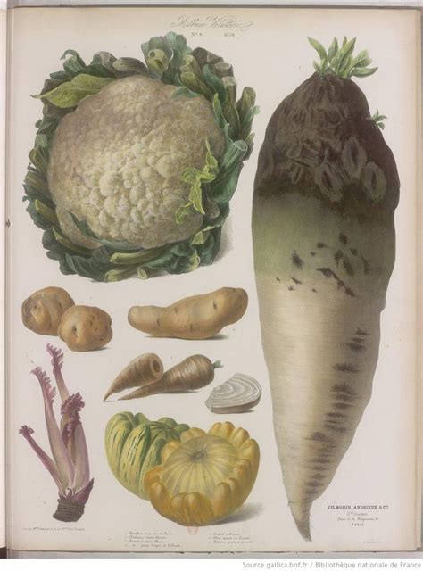 images  vilmorin  pinterest vegetables onions  nature