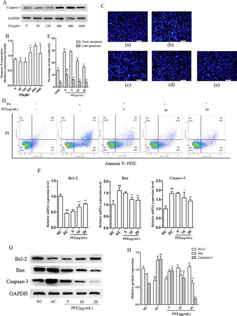 Effect Of Pfe On Apoptosis Of T L Preadipocytes Induced By Palmitate