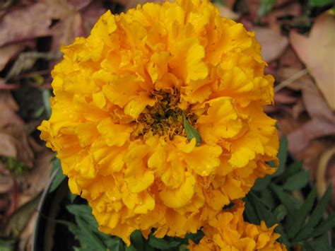 Orange Marigold Free Stock Photo Public Domain Pictures