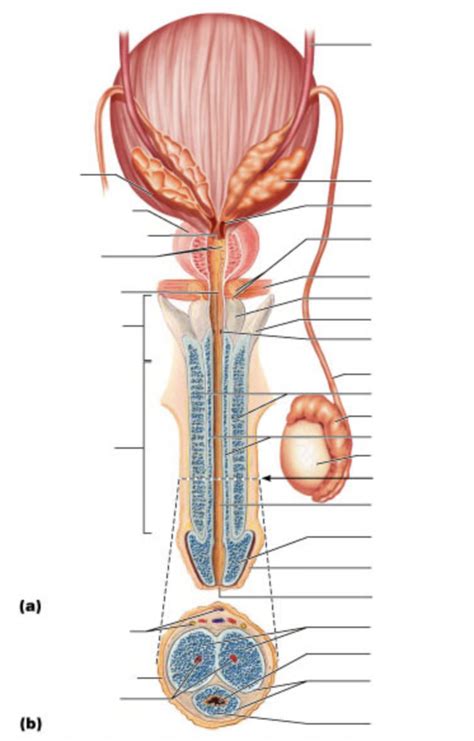 Aandp Male Reproductive Anatomy Cont 1 Diagram Quizlet