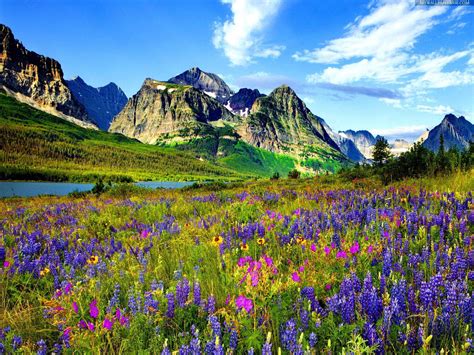 Mountain Flowers Wallpapers - 4k, HD Mountain Flowers Backgrounds on ...