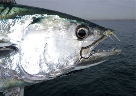 cartilaginous fish  bony fish main differences ocean info