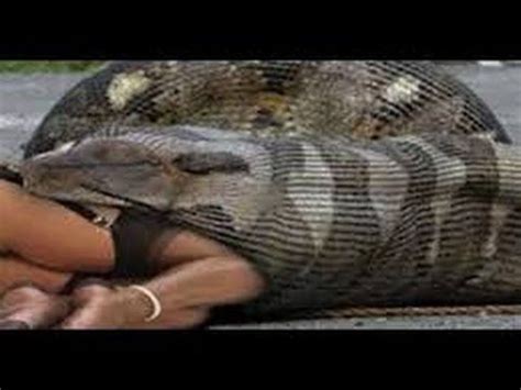 Best 25+ Anaconda eats man ideas on Pinterest | Anaconda snake ...