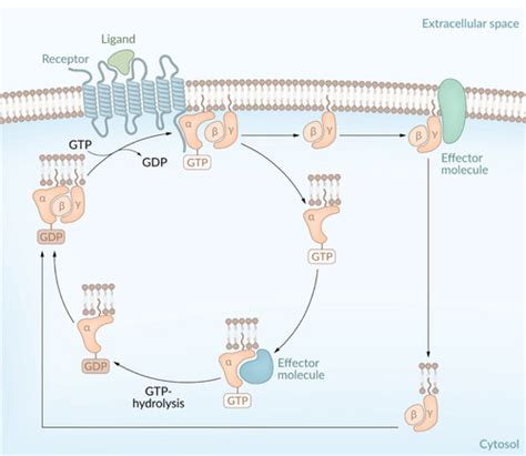 Signal Transduction Flashcards Quizlet