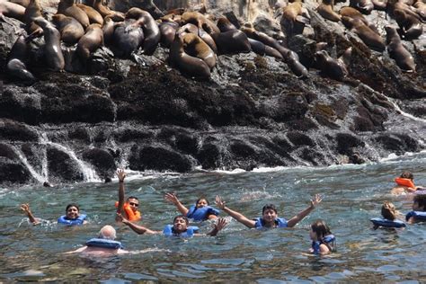 2023 Swimming With Sea Lions In Lima Provided By Into Peru