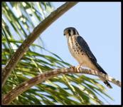 Luis A Florit Photo Gallery Quiriquiri American Kestrel Falconidae