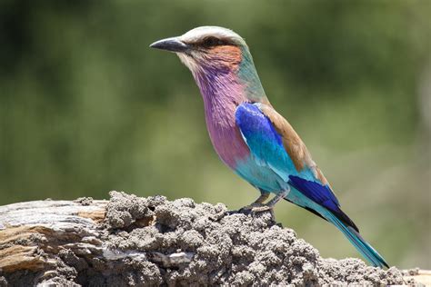 Botswana Wildlife