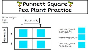 Pea Plant Punnett Square