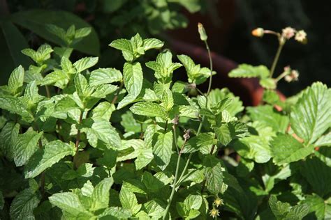 Mint Leaves Herbs - Free photo on Pixabay - Pixabay