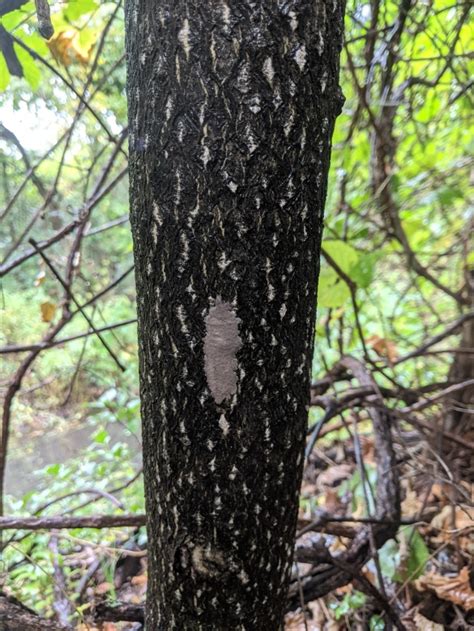 Spotted Lantern Fly Spring Hatch Is Getting Closer Do Your Part And