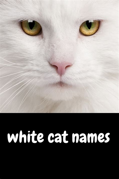 Cat Names Male Indian