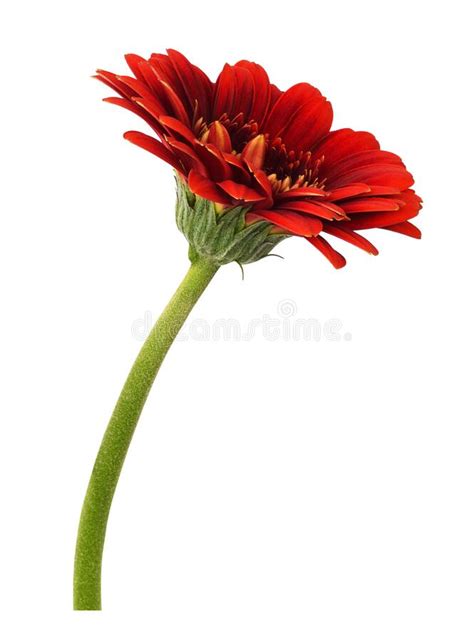 Flor Gerbera Roja Aislada En Blanco Imagen De Archivo Imagen De Rojo