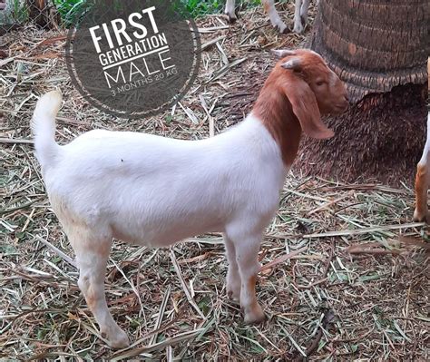 White Male African Boer Goats For Breeding At Rs 600kg In Sangli Id