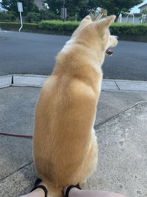 なぜそこに座る！？ 秋田犬が飼い主さんの足をイス代わりにする謎の行動がかわいい Togetter