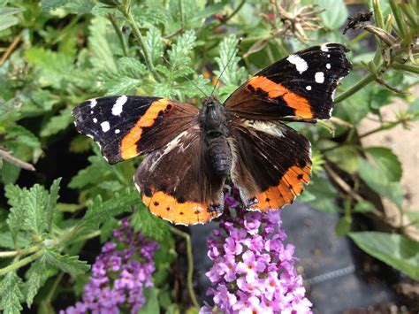 Our Butterflies Michigan Native Butterfly Farm