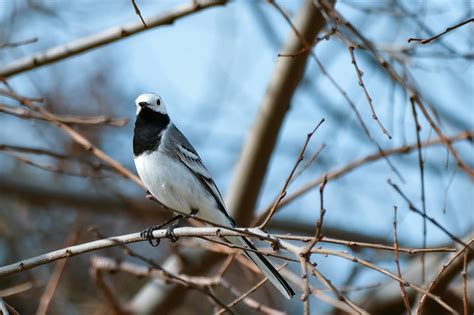 Red Cardinal Bird · Free Stock Photo