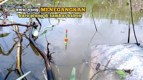 Awal Yang Menegangkan Umpan Baru Turun Langsung Di Sambar Nila Babon