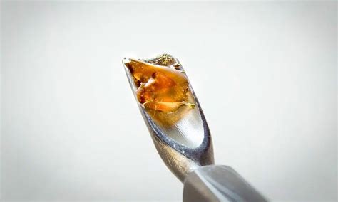 Solventless Concentrates Explained | Northeast Alternatives