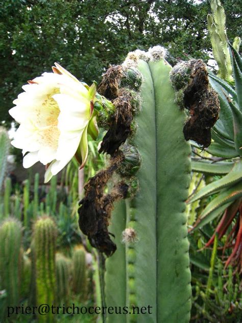 Trichocereus Scopulicola Echinopsis Scopulicola