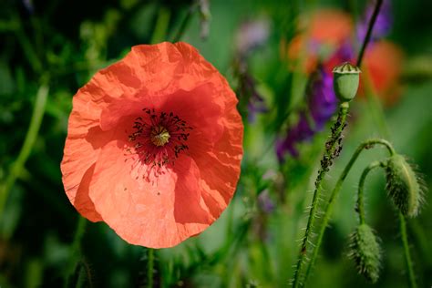 Images Gratuites La Nature Fleur Champ Prairie P Tale Vert