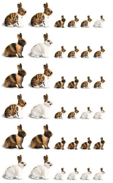 Rabbit genetics | Pet rabbit, Rabbit colors, Rabbit hutches