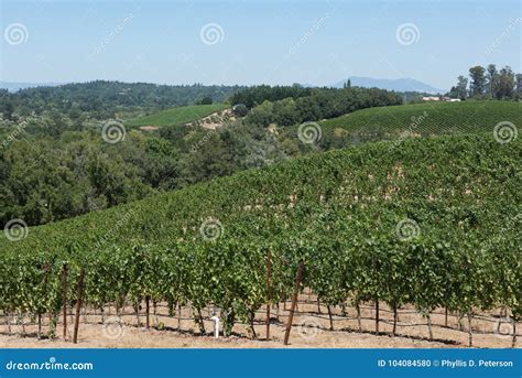 Scenic Vista Of The Vines At A Vineyard In Napa Valley Ca Stock Photo