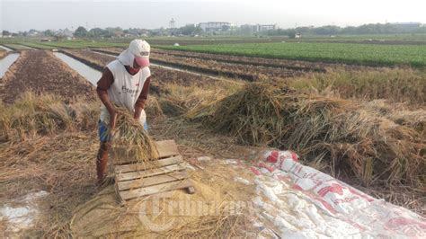 Petani Padi Metontokan Gabah Usai Panen Foto 2 1891124 TribunNews