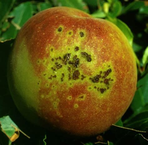 10 Peach Tree Diseases and How to Treat Them – Rhythm of the Home